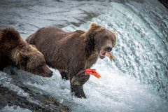 Alaska, Katmai National Park, 2023