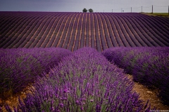 Manosque