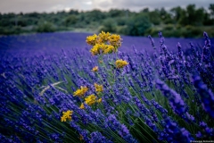 Manosque