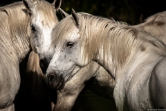 Camargue