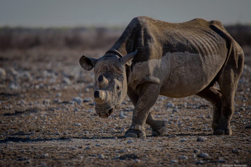 Namibia, Wildlife, 2019