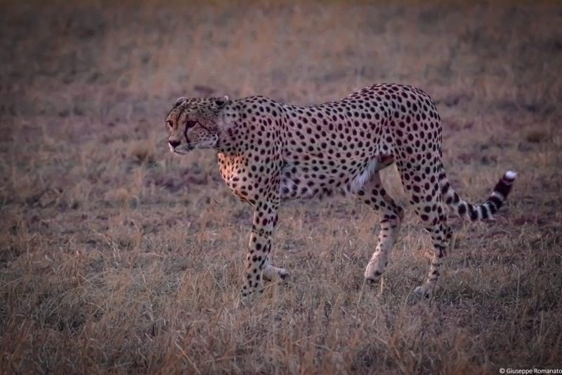 Tanzania, Serengeti, 2018