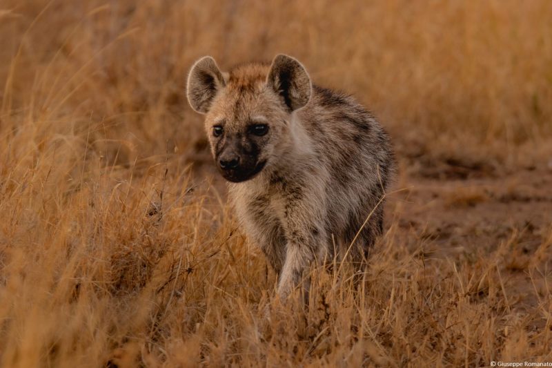 Tanzania, Serengeti, 2018