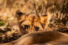 Tanzania, Serengeti, 2018