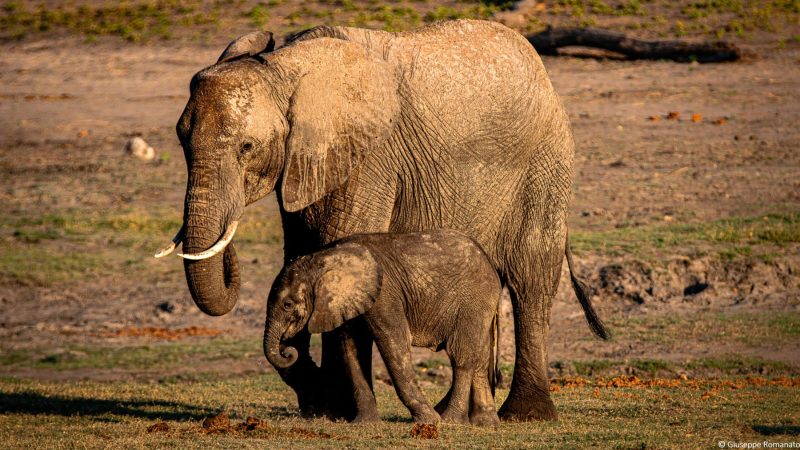 Botswana, Elefante- Wildlife, 2016