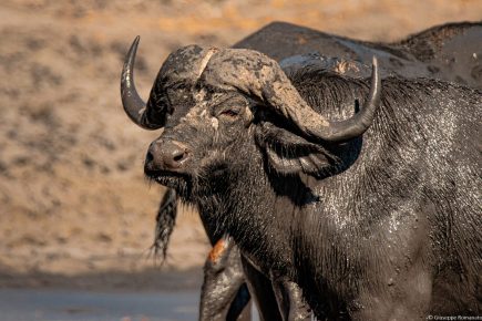 Botswana, Buffalo - Wildlife, 2016