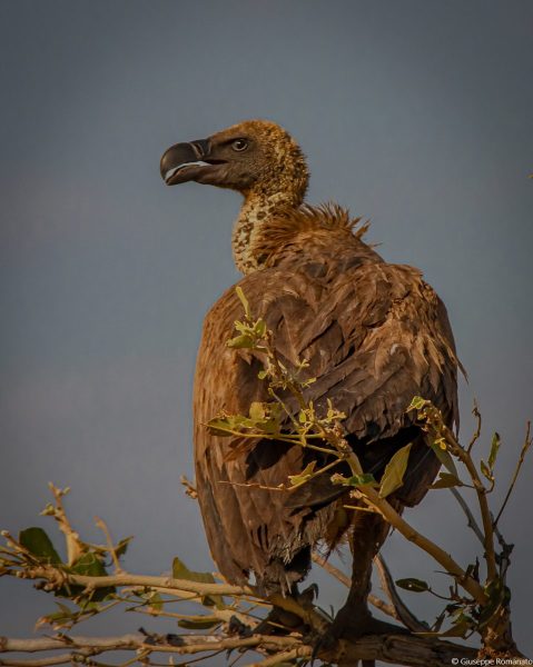 Botswana, Wildlife, 2016