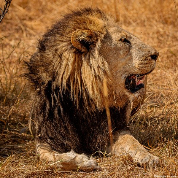 Botswana, Leone  Wildlife, 2016
