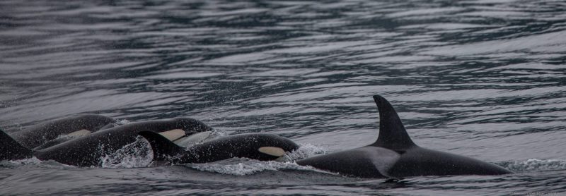 Orca, Alaska, 2023