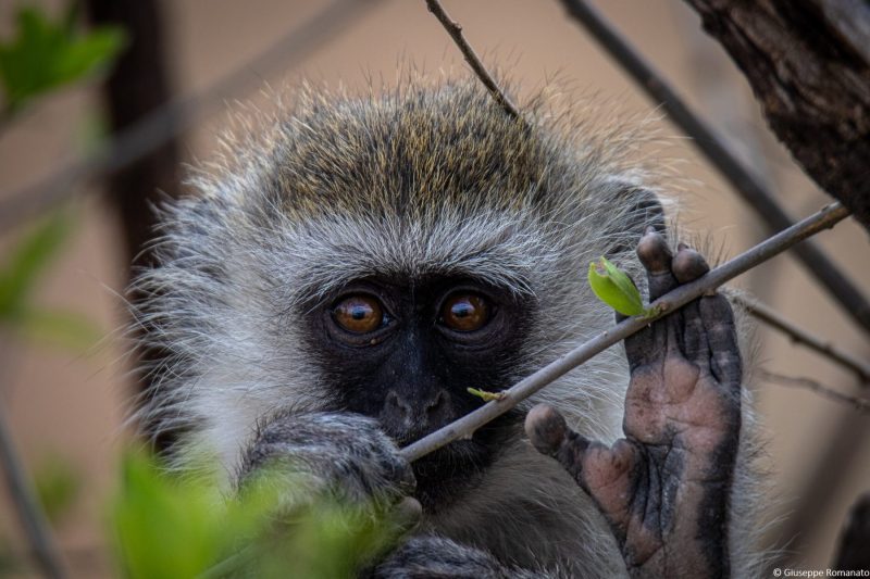 Scimmia, (cercopiteco), Tanzania, 2018