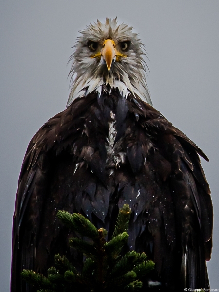 Aquila a testa bianca, Alaska, 2023
