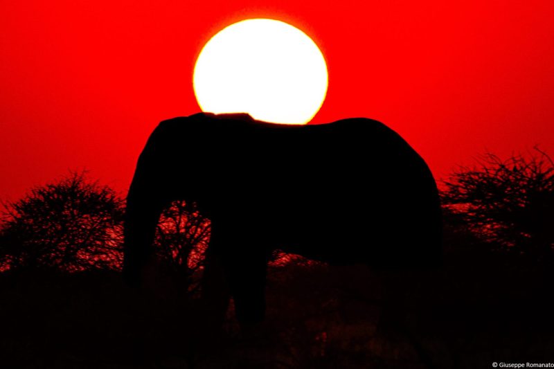 Elefante, Botswana, 2016