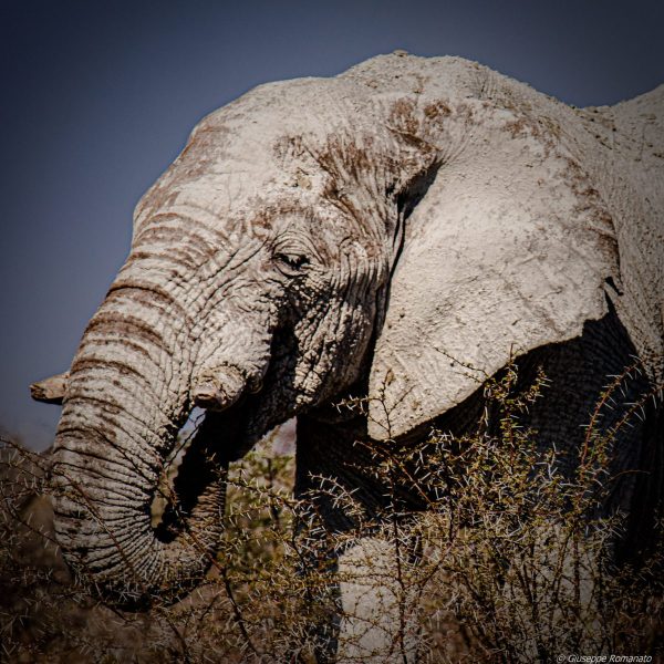 Elefante, Namibia 2019