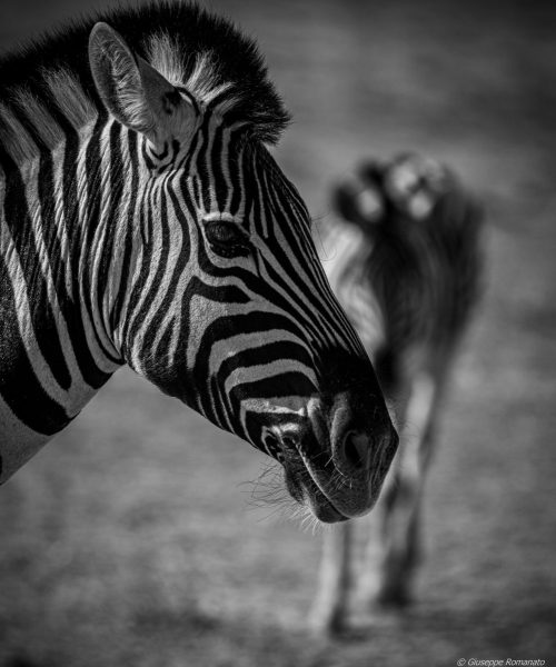 Zebra, bianco e nero, Namibia 2019